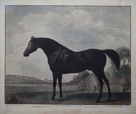 George Stubbs (English, 1724-1806), Protector