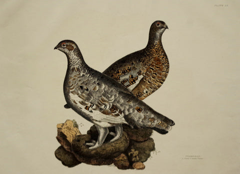 Prideaux John Selby (1788-1867), Ptarmigan Plt LX