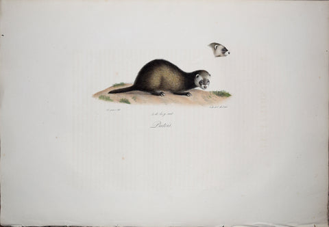Frederic Cuvier (1769-1832) & Geoffroy Saint-Hilaire (1772-1844), Putois - Common Polecat