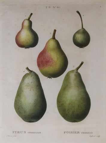 Pancrace Bessa (1772-1835), after, Pyrus No 67