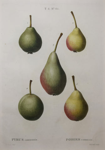 Pancrace Bessa (1772-1835), after, Pyrus No 62