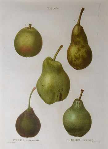 Pancrace Bessa (1772-1835), after, Pyrus No 71