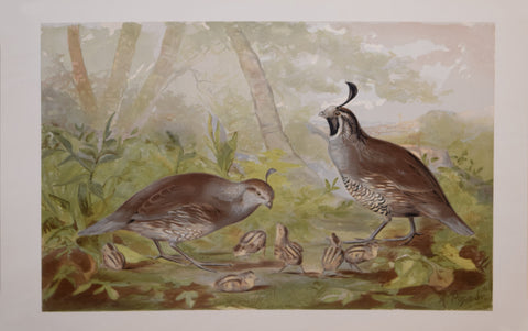 Alexander Pope, Jr. (1849-1924), Quail Family