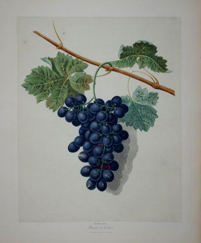 George Brookshaw (1751-1823,  Raisin de Clames, Pl XLVII