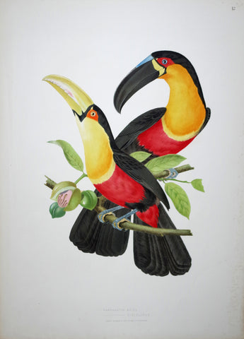 Jean Théodore Descourtilz (1796-1855),  Ramphastos Ariel 12