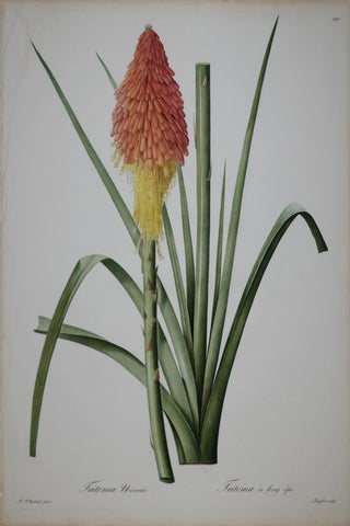 Pierre Joseph Redouté (1759-1840), Red Hot Poker, Plate 291