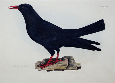 Prideaux John Selby (1788-1867), Red Legged Chough Plt XXXIII