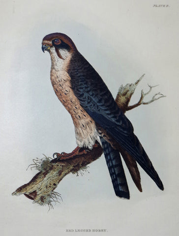 Prideaux John Selby (1788-1867), Red Legged Hobby Plt B