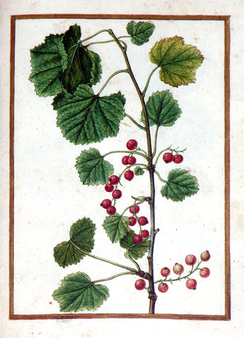 Jacques le Moyne de Morgues (French, ca. 1533-1588), Redcurrant