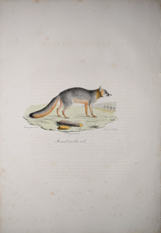 Frederic Cuvier (1769-1832) & Geoffroy Saint-Hilaire (1772-1844), Renard Tricolor - Male