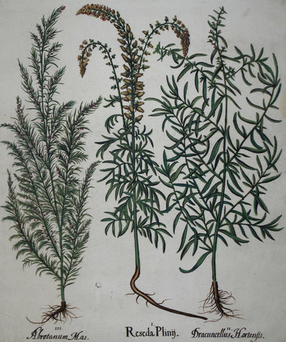 Basilius Besler (1561-1629), Reseda Plinij