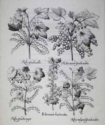 Basilius Besler (1561-1629), Ribesminor Fructurubro