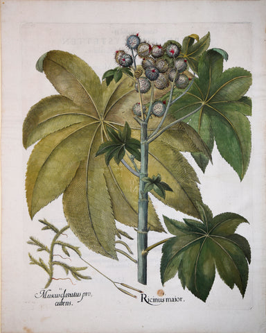 Basilius Besler (1561-1629), Ricinus major