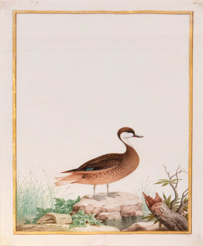 Nicolas Robert (French, 1614-1685), Canard des Bahamas (Whte Cheeked Pintail)