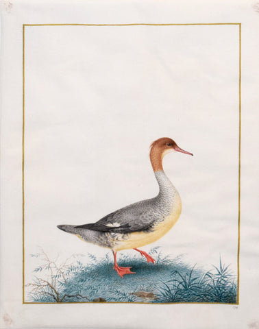 Nicolas Robert (French, 1614-1685), Grand Bec Scie (Duck Goosander)