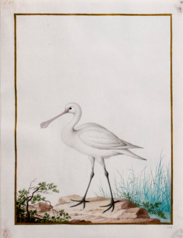 Nicolas Robert (French, 1614-1685), Jeune Spatule Blanche (Young Spoonbill)