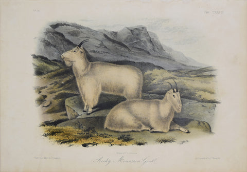 John James Audubon (1785-1851) & John Woodhouse Audubon (1812-1862),  Rocky Mountain Goats Pl. CXXVIII