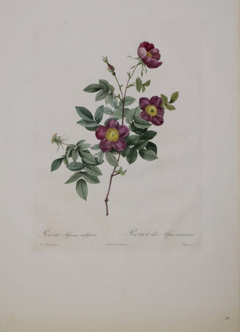 Pierre-Joseph Redouté (1759-1840), Rosa Alpina Vulgaris