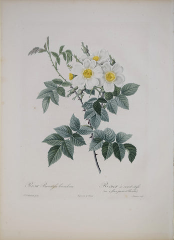 Pierre-Joseph Redouté (1759-1840), Rosa Brevistyle Leucochroa