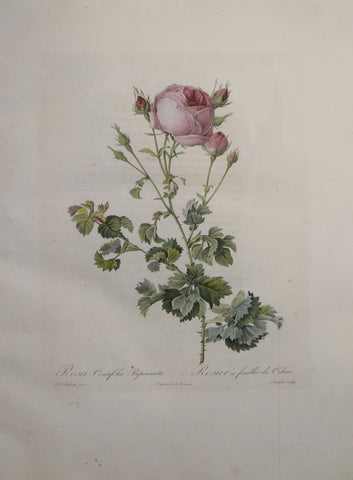 Pierre-Joseph Redouté (1759-1840), Rosa Centifolia Bipinnata