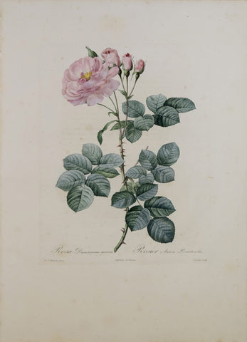 Pierre-Joseph Redouté (1759-1840), Rosa Damascena Aurora