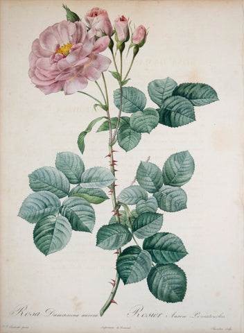 Pierre-Joseph Redouté (1759-1840), Rosa Damascena aurora