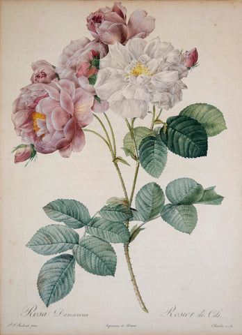 Pierre-Joseph Redouté (1759-1840), Rosa Damascena