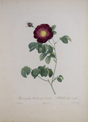 Pierre-Joseph Redouté (1759-1840), Rosa Gallica Maheka