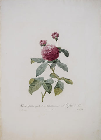 Pierre-Joseph Redouté (1759-1840), Rosa Gallica Agatha (var. Delphiniana)