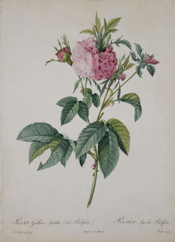Pierre-Joseph Redouté (1759-1840), Rosa Gallica Agatha (var. Prolifera )