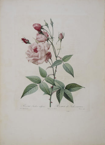 Pierre-Joseph Redouté (1759-1840), Rosa Indica Vulgaris