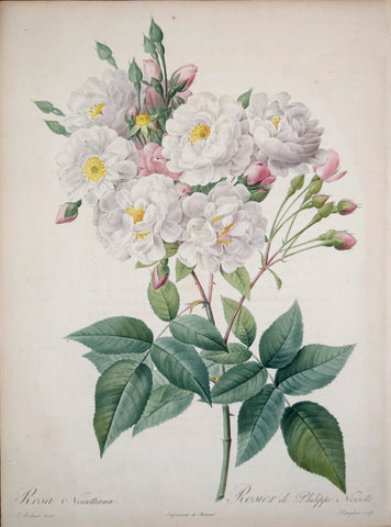 Pierre-Joseph Redouté (1759-1840), Rosa Noisettiana