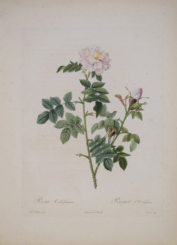 Pierre-Joseph Redouté (1759-1840), Rosa Orbesanea