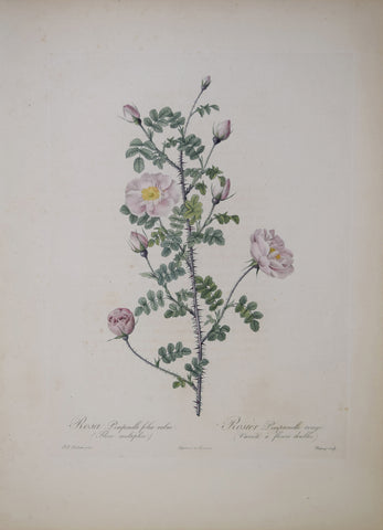 Pierre-Joseph Redouté (1759-1840), Rosa Pimpinelli Folia Rubra