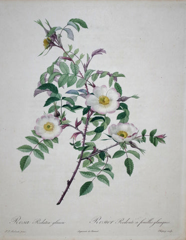 Pierre Joseph Redoute (1759-1840), Rosa Redutea glauca
