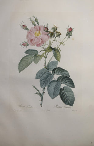 Pierre-Joseph Redouté (1759-1840), Rosa Tementosa