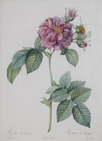Pierre-Joseph Redouté (1759-1840), Rosa Turbinata