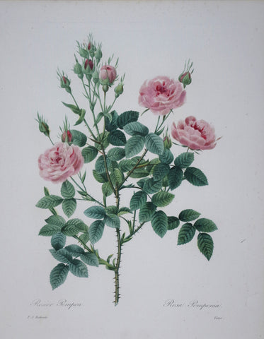 Pierre Joseph Redoute (1759-1840), Rosier Pompon