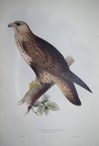 John Gould (1804-1881), Rough-legged Buzzard