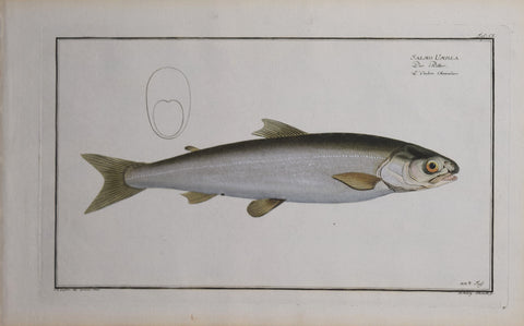 Marcus Elieser Bloch (1723-1799), Salmo Umbla (Umble), Pl CI