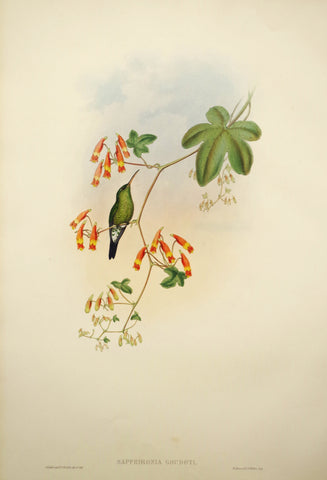 John Gould (1804-1881), Sapphironia Goudoti