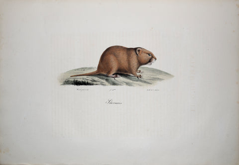 Frederic Cuvier (1769-1832) & Geoffroy Saint-Hilaire (1772-1844), Schermaus - Water Vole