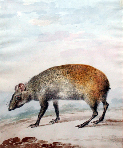 Aert Schouman (Dutch, 1710-1792) Agouti