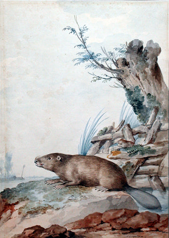 Aert Schouman (Dutch, 1710-1792) Beaver