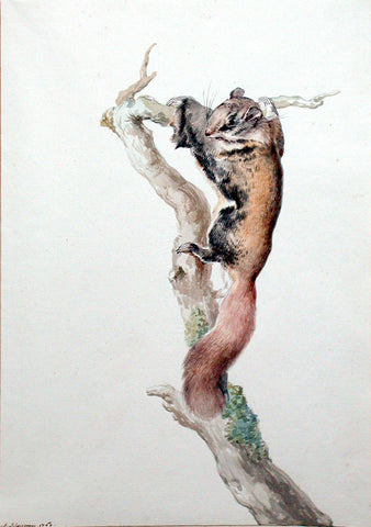 Aert Schouman (Dutch, 1710-1792) A Flying Squirrel