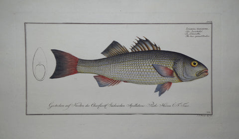 Marcus Elieser Bloch (1723-1799), Sciaena Diacantha