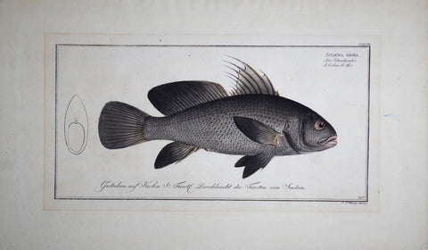 Marcus Elieser Bloch (1723-1799), Sciaena Nigra (Black Corb), Pl CCCXCVII