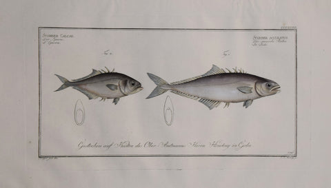 Marcus Elieser Bloch (1723-1799), Scomber Calcar & Scomber Aculeatus (Spur Back & Cross Spine), Pl CCCXXXVI