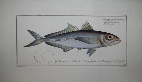 Marcus Elieser Bloch (1723-1799), Scomber Crumenophthalmus
