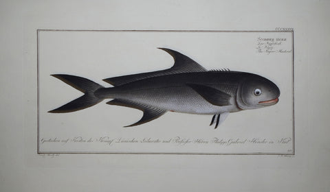 Marcus Elieser Bloch (1723-1799), Scomber Niger (Black Mackerel), Pl CCCXXXVLL